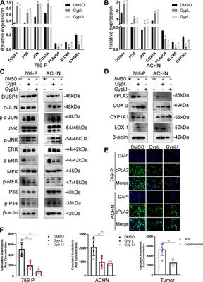 Gypenoside L and Gypenoside LI Inhibit Proliferation in Renal Cell Carcinoma via Regulation of the MAPK and Arachidonic Acid Metabolism Pathways